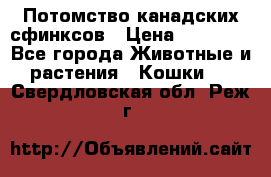 Потомство канадских сфинксов › Цена ­ 15 000 - Все города Животные и растения » Кошки   . Свердловская обл.,Реж г.